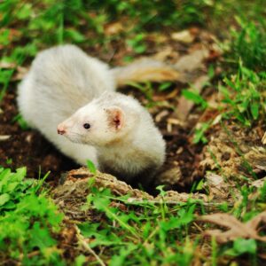 Furet futé